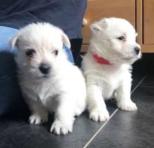 Puppies for sale west highland white terrier - Ireland, Westmeath