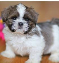 Puppies for sale shih tzu - Hungary, Szeged