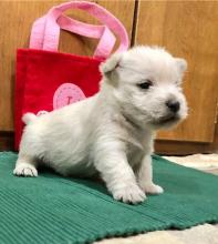 Puppies for sale west highland white terrier - Canada, Ontario, Toronto