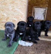 Puppies for sale other breed, cane corso - Ireland, Galway