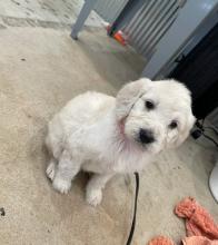 Puppies for sale , goldendoodle - Canada, Alberta, Calgary