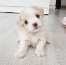 Puppies for sale maltese - Hungary, Debrecen