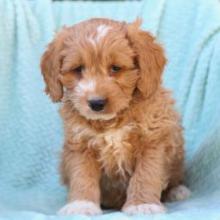 Puppies for sale , cockapoo - Canada, Alberta