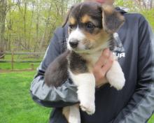 Puppies for sale , welsh corgi pembroke - Spain, Barcelona