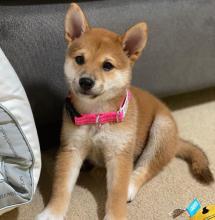 Puppies for sale other breed, shiba inu - Ireland, Dublin