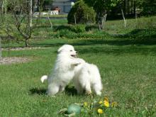 Puppies for sale eskimo dog - Ireland, Dublin