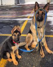 Puppies for sale german shepherd dog - Ireland, Cork