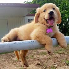 Puppies for sale golden retriever - Ireland, Cork. Price 18 €