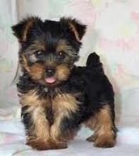 Puppies for sale yorkshire terrier - Germany, Munich