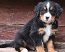 Puppies for sale bernese mountain dog - Italy, Milan