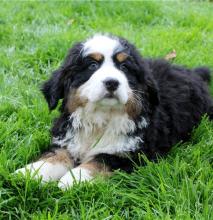 Puppies for sale bernese mountain dog - Ireland, Cork