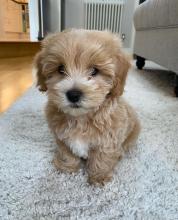 Puppies for sale toy-poodle - Ireland, Cork