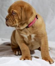 Puppies for sale bordeaux dog - United Kingdom, Liverpool. Price 19 €