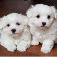 Puppies for sale maltese - Spain, Albacete