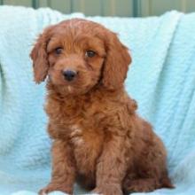 Puppies for sale , cockapoo - Canada, Nova Scotia