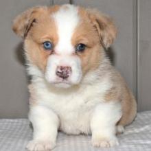 Puppies for sale , welsh corgi, pembroke - Canada, Ontario