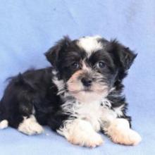 Puppies for sale havanese - Canada, Ontario