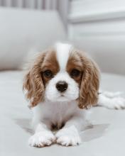 Продам щенка king charles spaniel - Belgium, Brussels