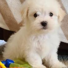 Puppies for sale maltese - Canada, Alberta, Calgary