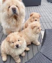 Puppies for sale chow chow - Ireland, Cork