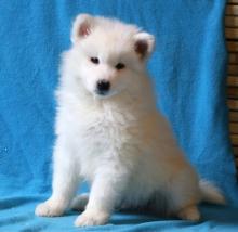 Puppies for sale samoyed dog (samoyed) - Spain, Madrid