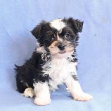 Puppies for sale havanese - Canada, Alberta