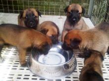 Puppies for sale other breed, belgian malinois - Ireland, Dublin