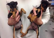 Puppies for sale miniature pinscher - Ireland, Dublin