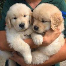 Puppies for sale golden retriever - Belarus, Brest