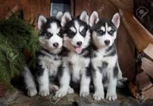 Продам щенка other breed, blue eyes siberian husky puppies - Latvia, Riga