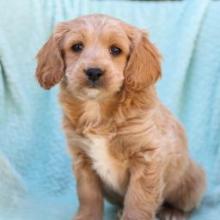 Puppies for sale , cockapoo - Canada, Manitoba, Winnipeg