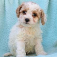 Puppies for sale , cockapoo - Canada, Quebec, Montreal