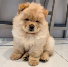 Puppies for sale chow chow - Ireland, Cork