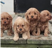 Продам щенка other breed, cavapoo puppies - Ireland, Dublin