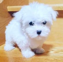 Puppies for sale maltese - Finland, Alajarvi