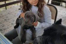 Puppies for sale other breed, cane corso - Ireland, Cork