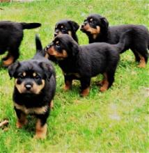 Puppies for sale rottweiler - Ireland, Dublin