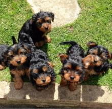 Puppies for sale yorkshire terrier - Latvia, Jekabpils