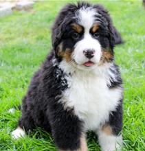 Puppies for sale bernese mountain dog - Ireland, Dublin