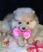 Puppies for sale , pomeranian  - Greece, Larissa