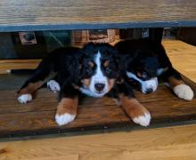 Puppies for sale , bernesemountain - Germany, Wurzburg