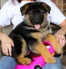 Puppies for sale german shepherd dog - Cyprus, Limassol