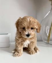 Puppies for sale toy-poodle - Ireland, Tyrone