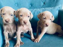 Puppies for sale weimaraner - Germany, Frankfurt an der Oder