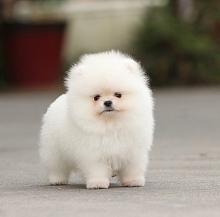 Puppies for sale , pomeranian  - Netherlands, Breda