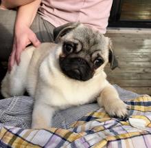 Puppies for sale pug - Ireland, Londonderry
