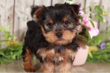 Puppies for sale yorkshire terrier - Lithuania, Jonishkis