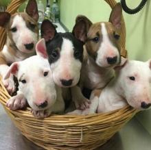 Puppies for sale bull terrier - Greece, Thessaloniki