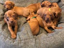 Puppies for sale hungarian pointer, vizsla - Germany, Baden-Baden