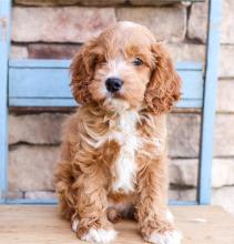 Puppies for sale , cockapoo - Netherlands, Hoorn